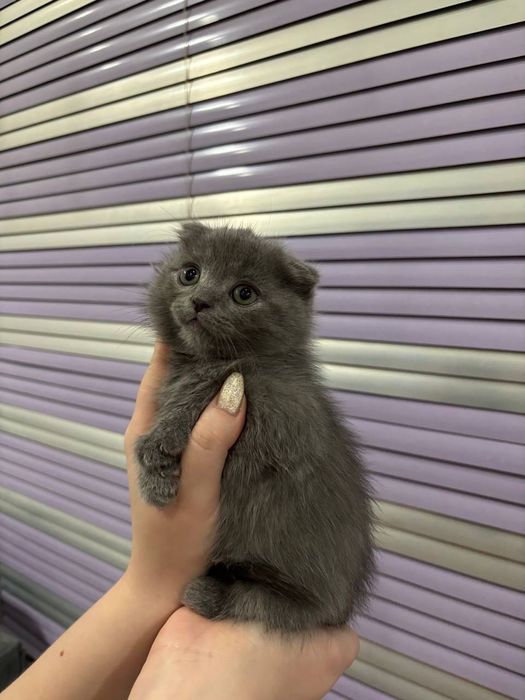 Котята шотландские