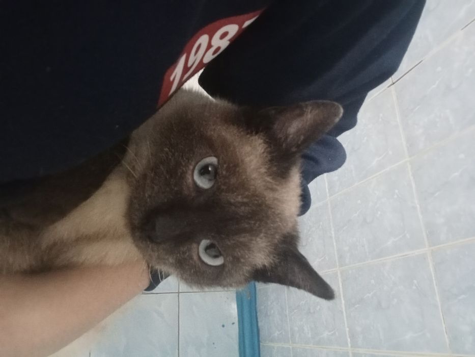 Сиамская кошка.С