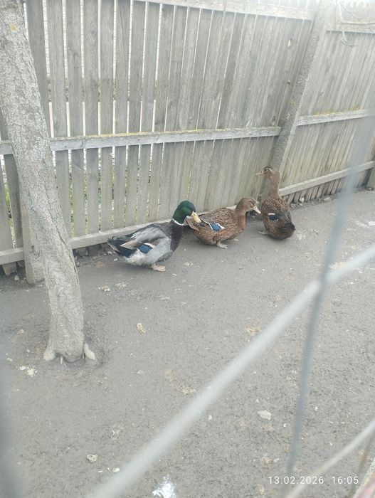 Rațe Rouen sălbatic