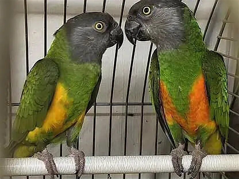 Попугай Сенегалский пара