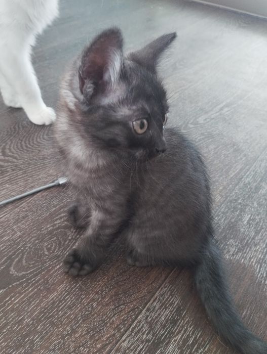 Отдам котенка метиска в добрые руки