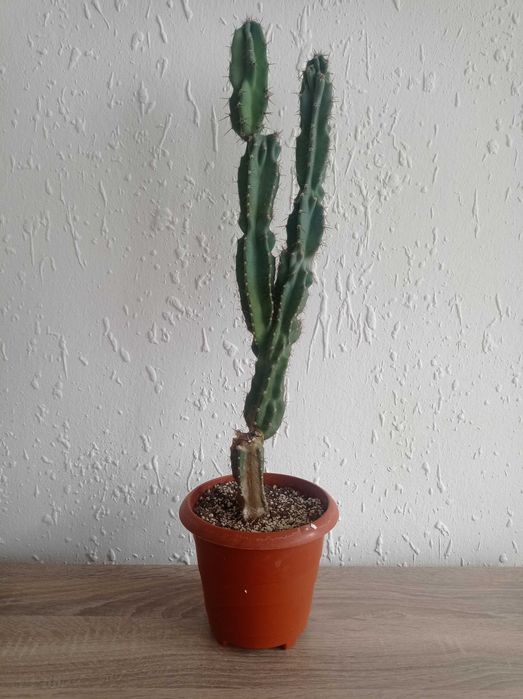 Кактус Cereus