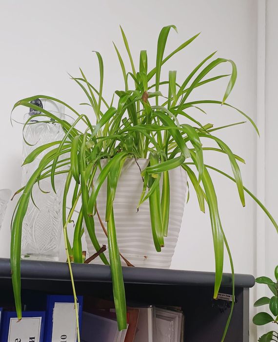 Продам комнатные цветы — хлорофитумы