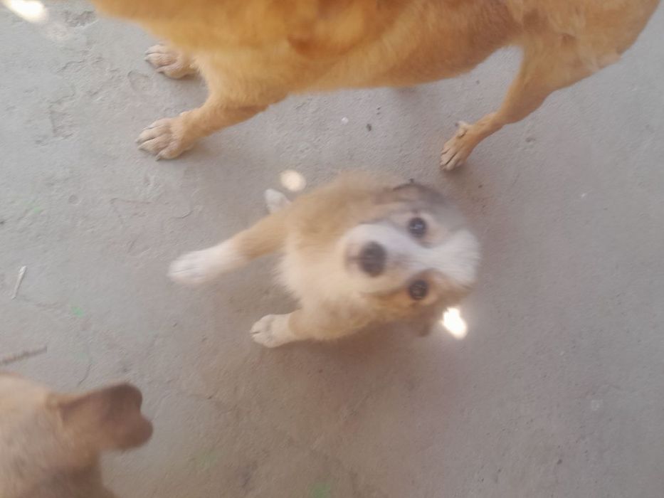 Красивые кутята , очень симпатичные