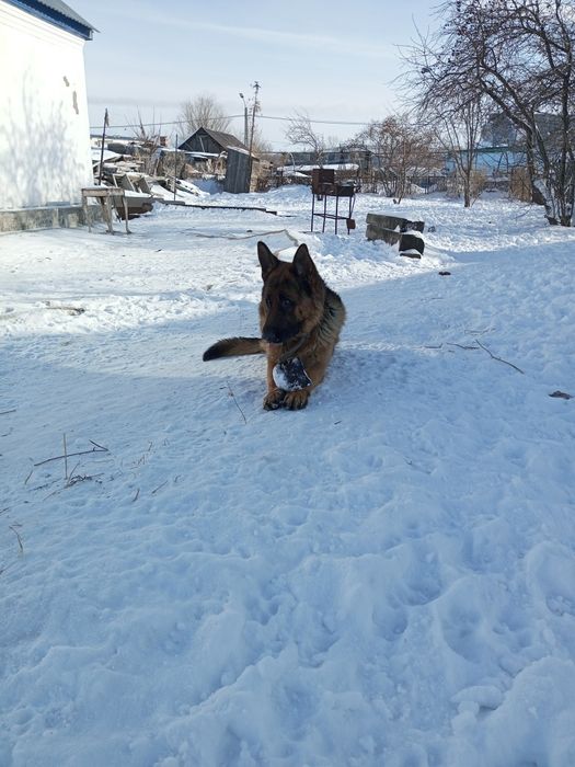 Вязка Кобель немецкой овчарки