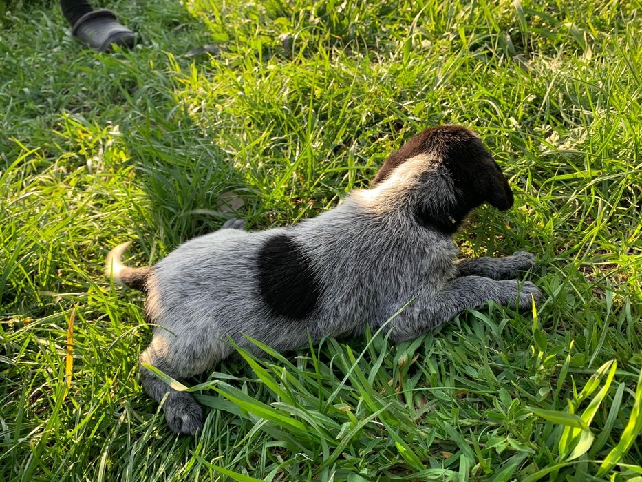 Щенки куртсхар 1месяц