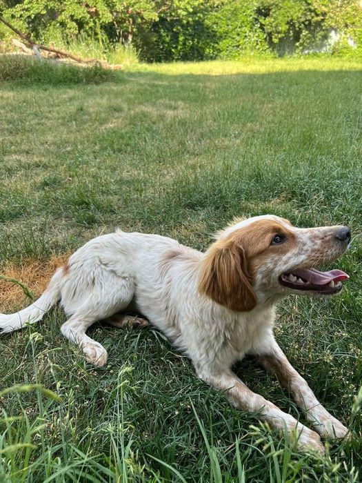 Отдам в добрые руки