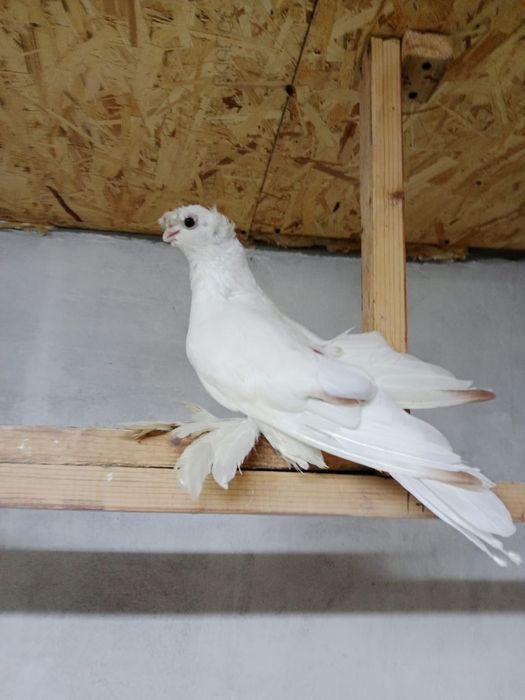 Продам   голубей