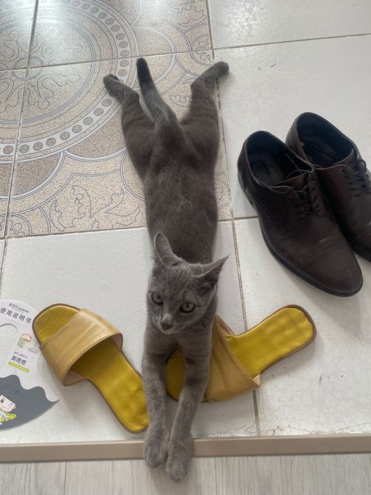 потерялась кошка