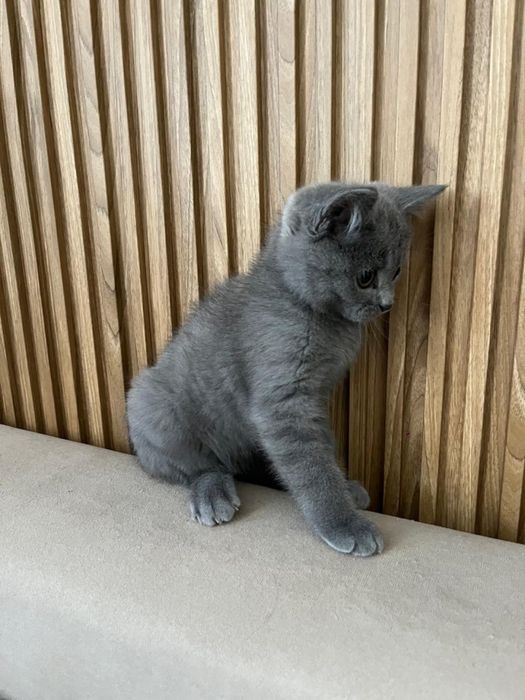 Кошки мальчик 3 месяцев