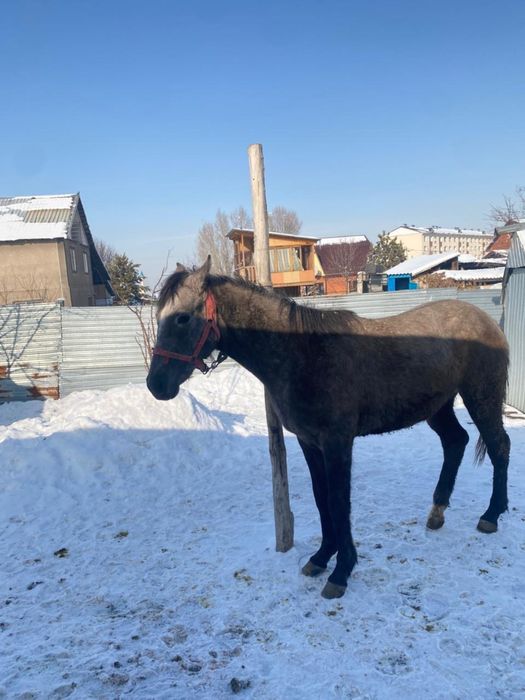 850 000.срочно таза кан байтал сатылады.