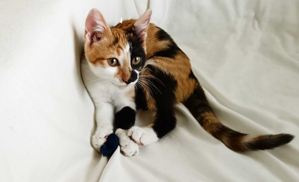 Подарявам малко котенце/ Kleine Katze zu verschenken