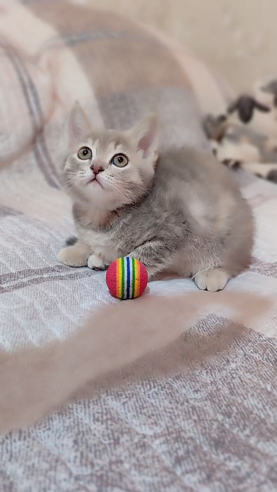 Котята скоттиш фолд и страйт