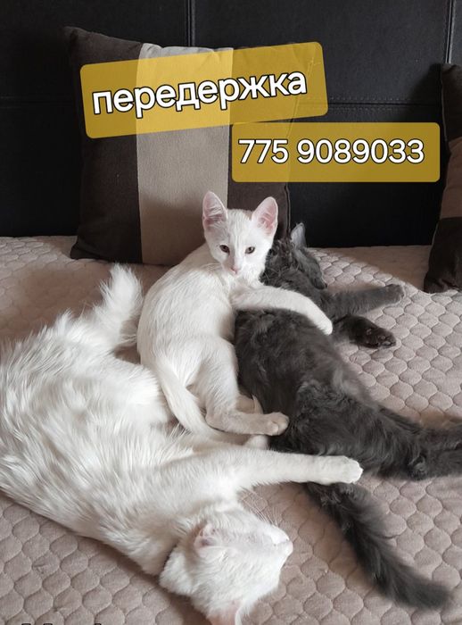 Передержка кошек