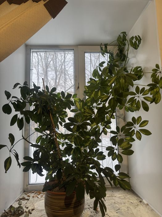 Цветок комнатный