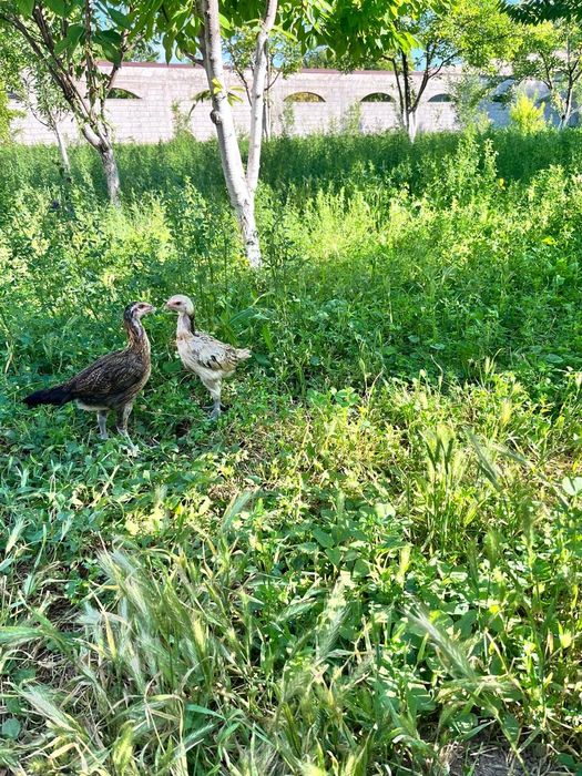 Продам цыплят бойцовские