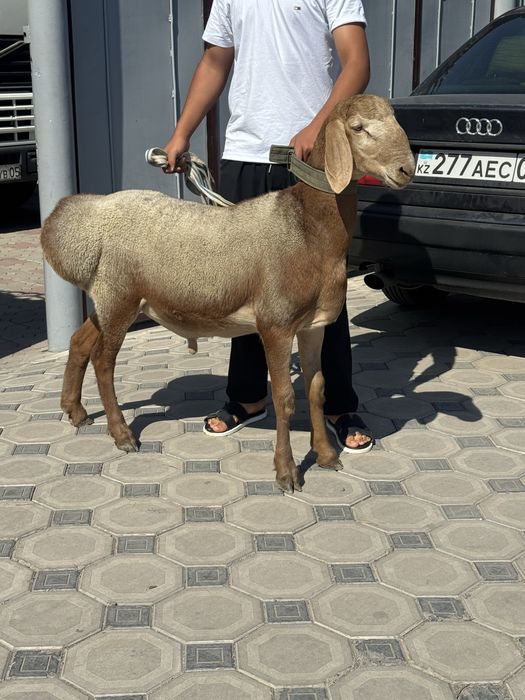 Арашан кошкарчик