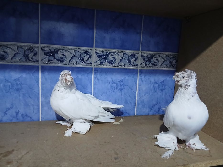 Продам пара гулбадам