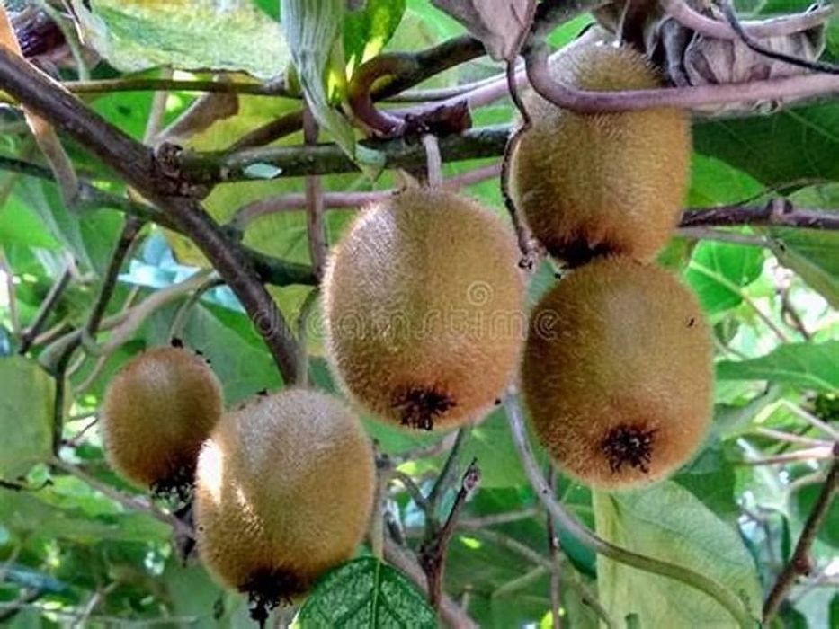 Kiwi Jenny autofertil