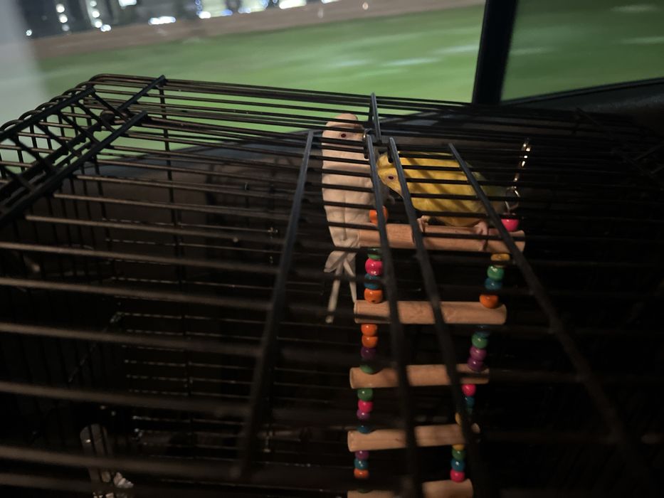 Продаю птиц