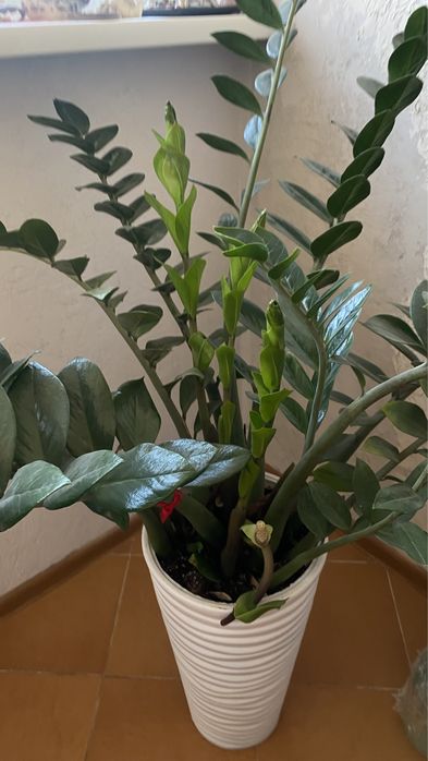 Цветок замиокулькас 1м 50см