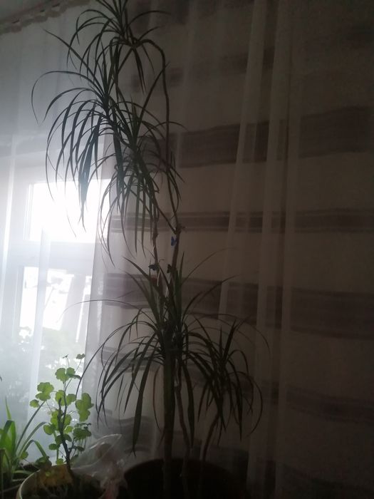Продам пальму Драцена