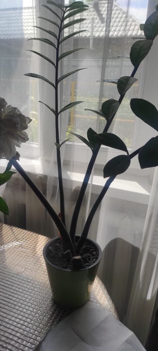 цветы, цена договорная