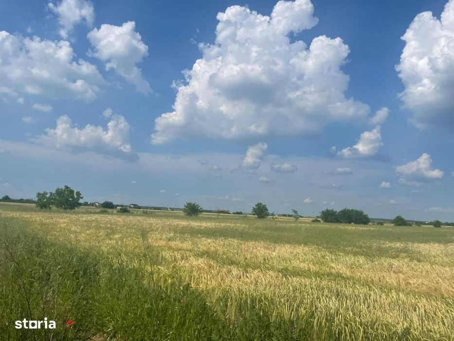 Vanzare teren intravilan Cernica_Tânganu, lot 954mp