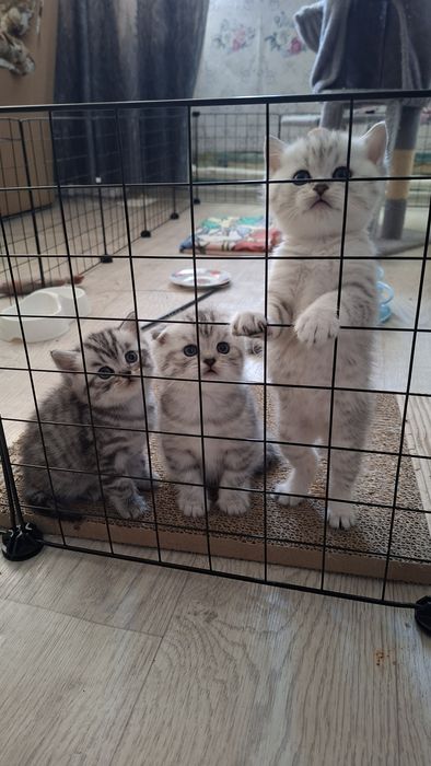 Породистые котята 40