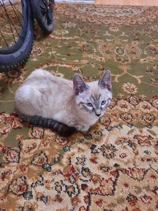 Нашли котёнка. Примерно 3-4 месяца.