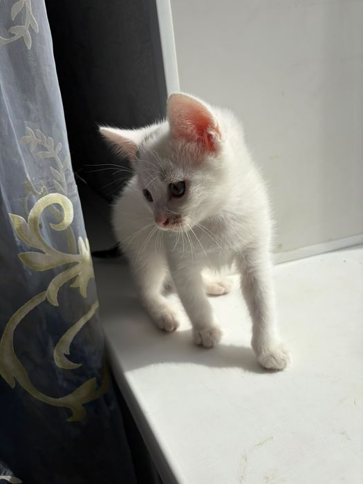 Отдам котика в добрые руки