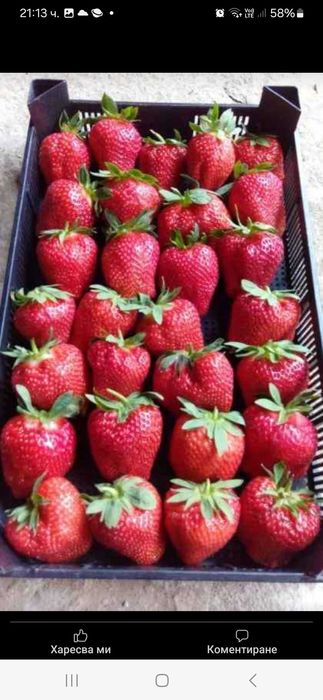 Продавам Разсад ягоди и малини