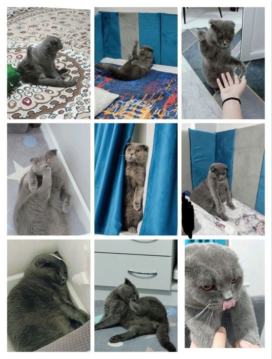 Шотландский кот , 1,5 года