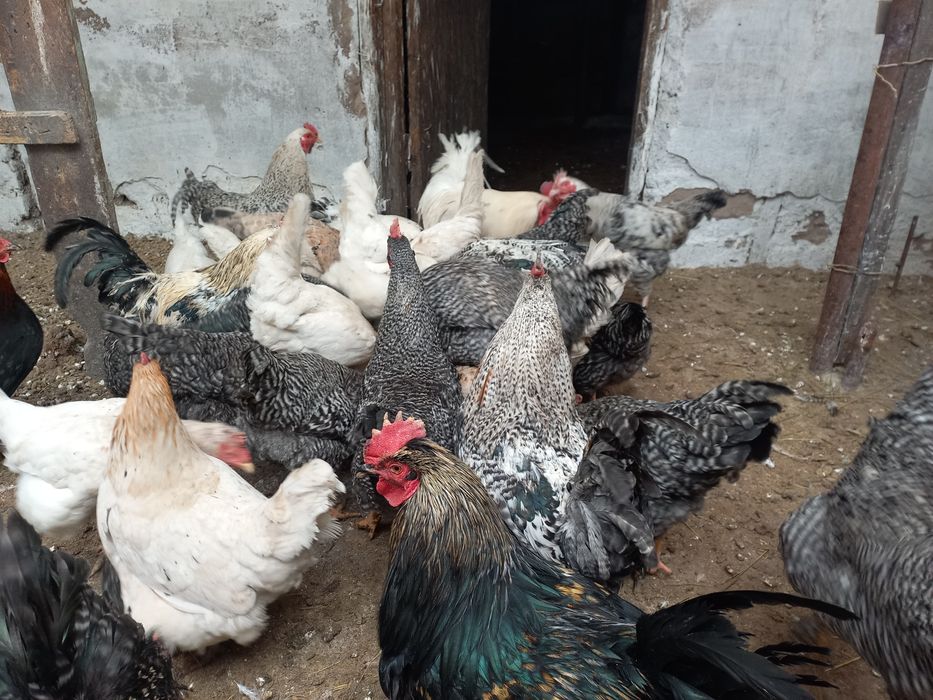 Петушки молодые.