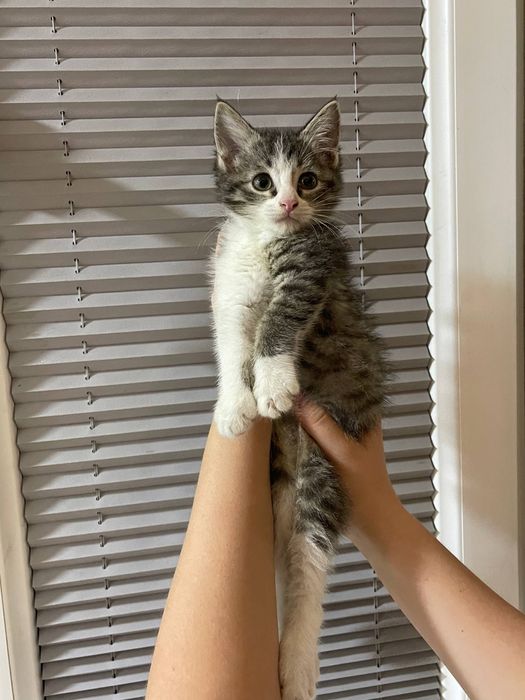 Отдам даром котенка