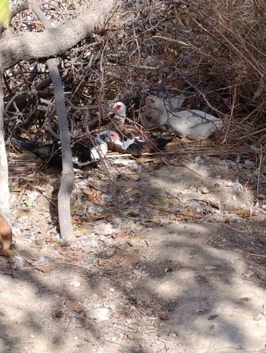 Продается индаутки