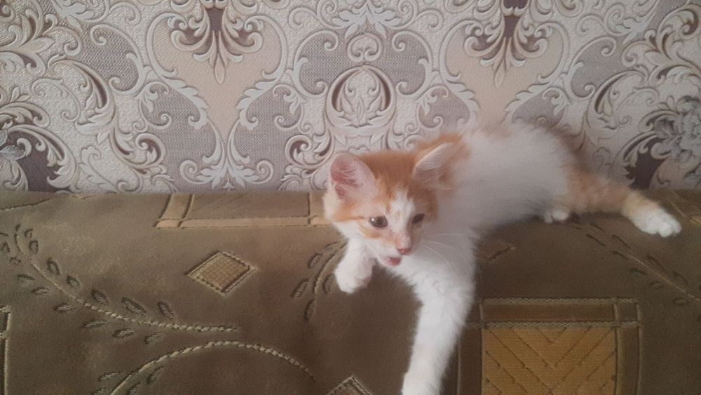 Котята маленькие домашние
