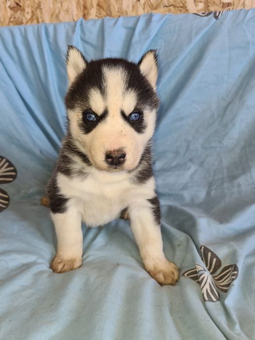 Продам щенков сибирский хаски