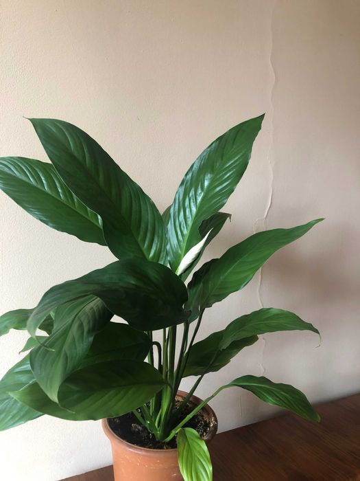 Спатифиллум — женское счастье