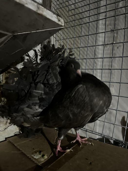 Голуби оптом заберайте