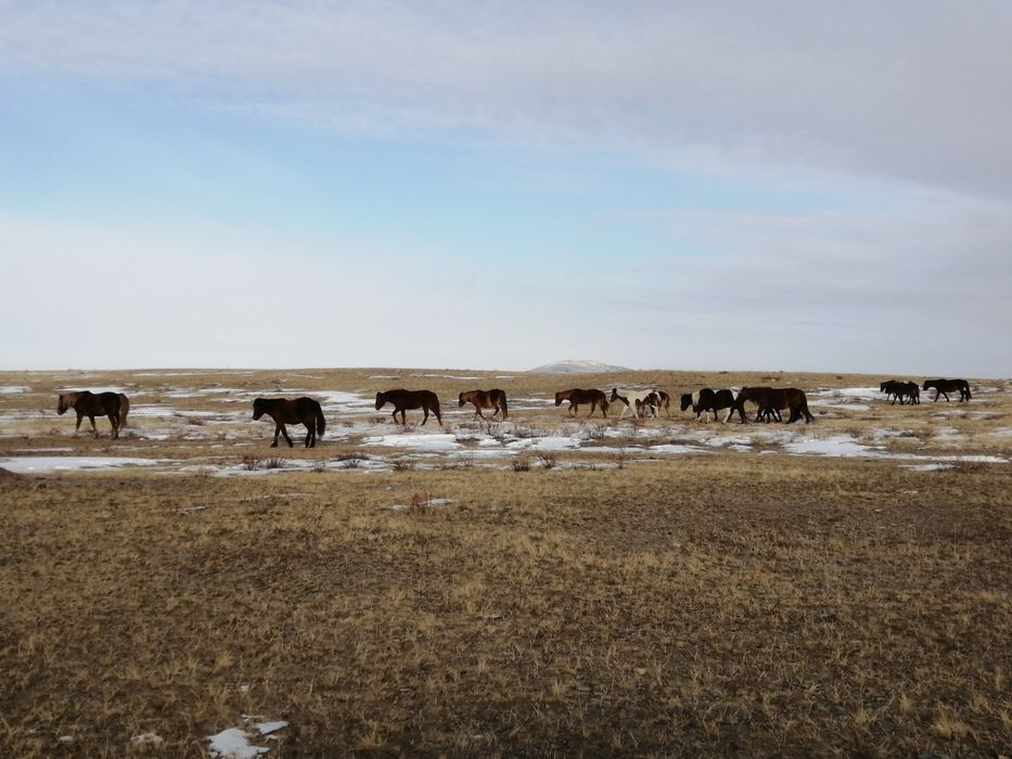 Жылкы сатылады биелер ай