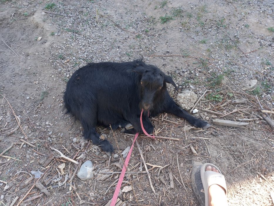 Теке ауыстырам лак