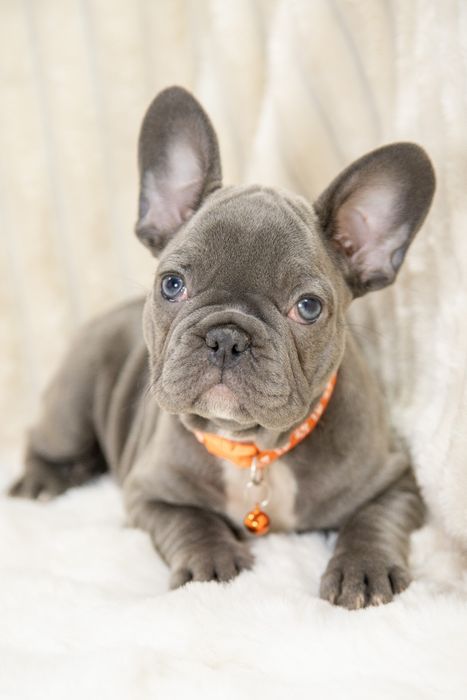 bulldog francez blue