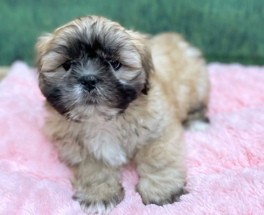 Bichon  havanez fetiță 500 lei