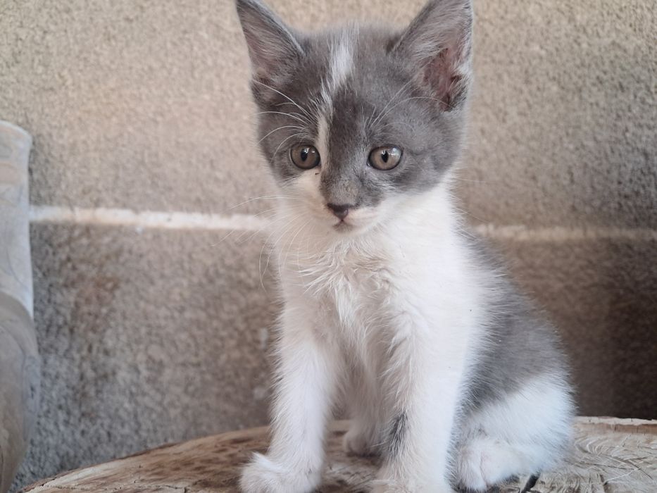 Отдам 4 котят в хорошие руки
