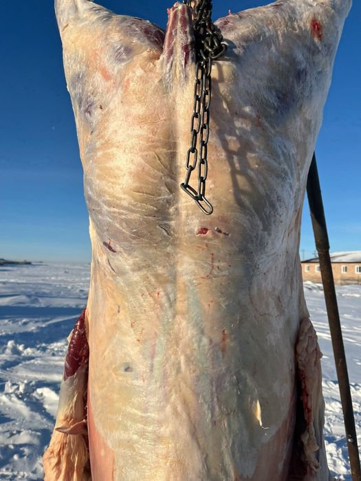 Жабағы Жабағы бармақ қазы соғым.