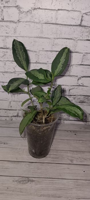 Продам ростки комнатных цветов