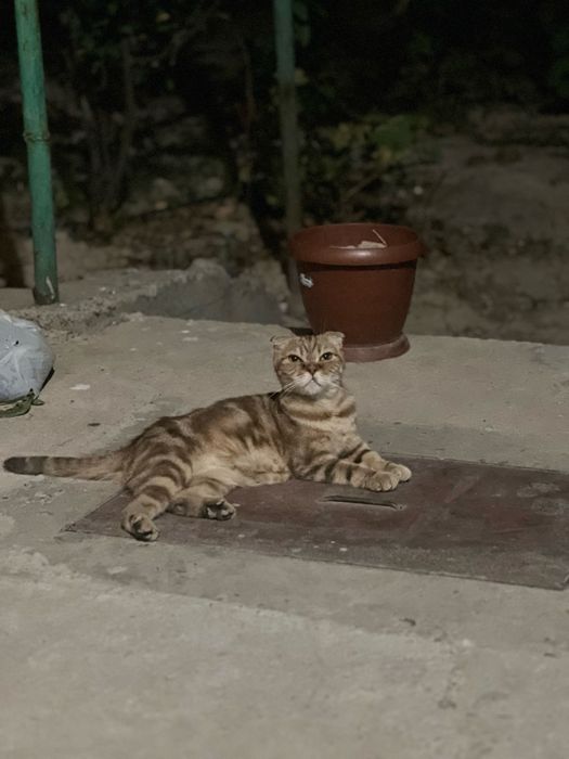 Кошка скотиш фолд девочка