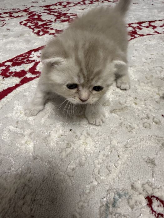 Британские котчта