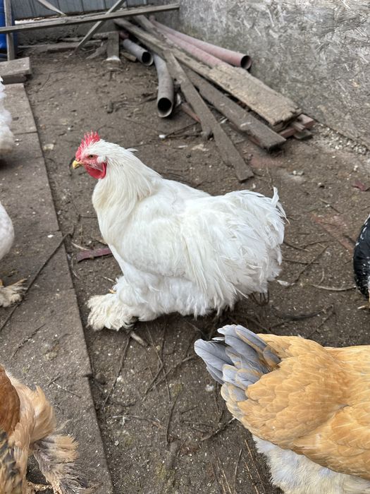 Петухкохинхин белый